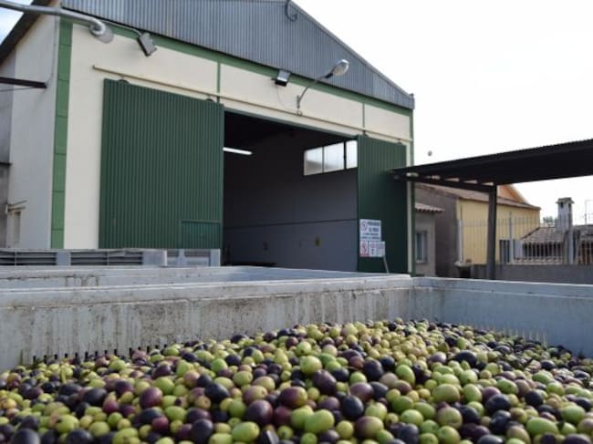Las almazaras se preparan para semanas de mucha actividad