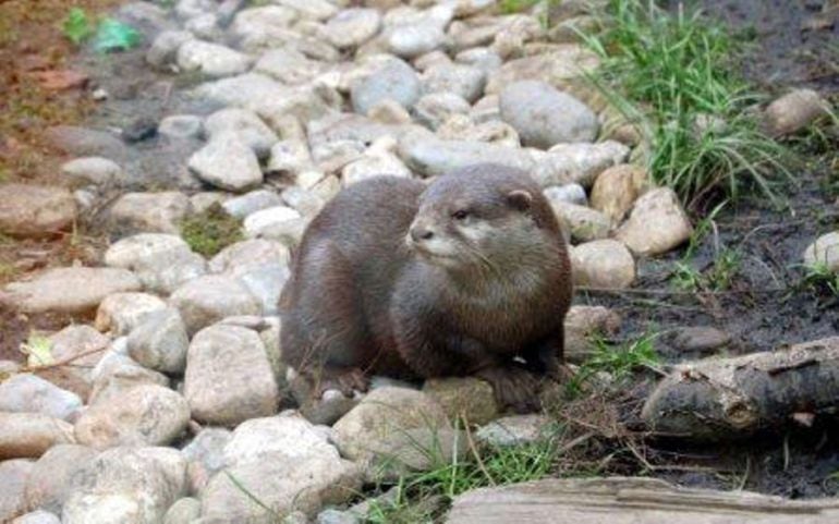 Una nutria en la ribera de un río.