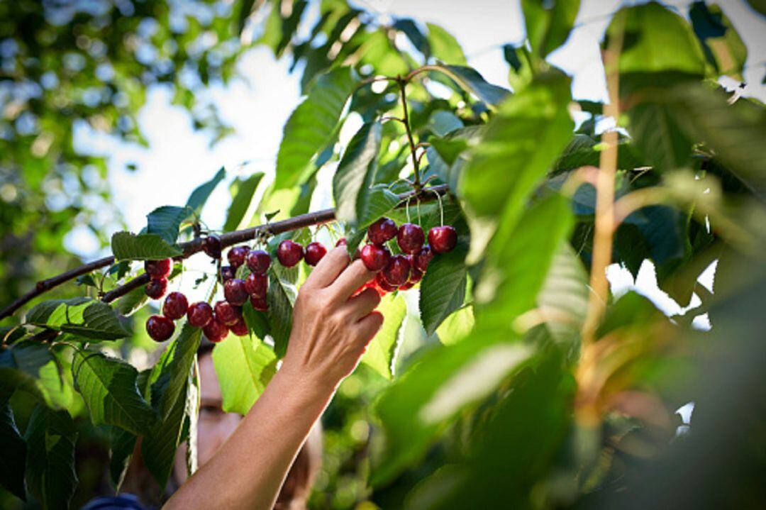 Recogida de cerezas