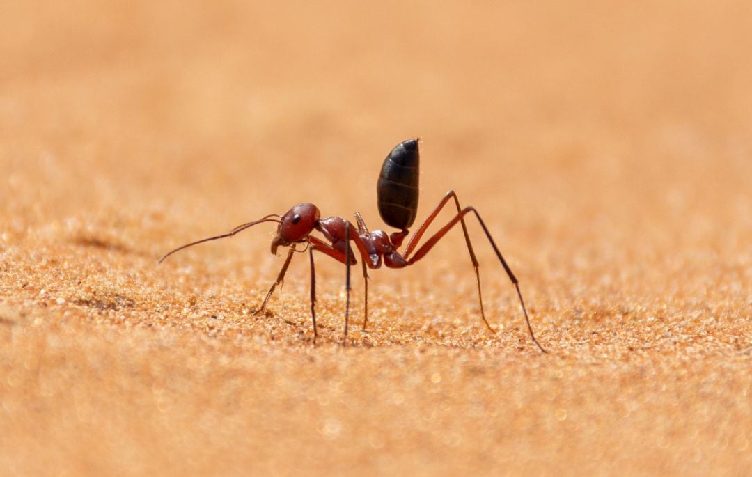 La hormiga plateada del Sahara destaca por su velocidad.