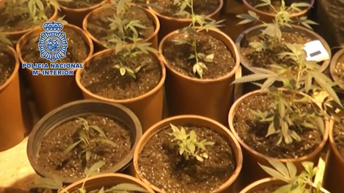 100 plantas de cannabis en un piso