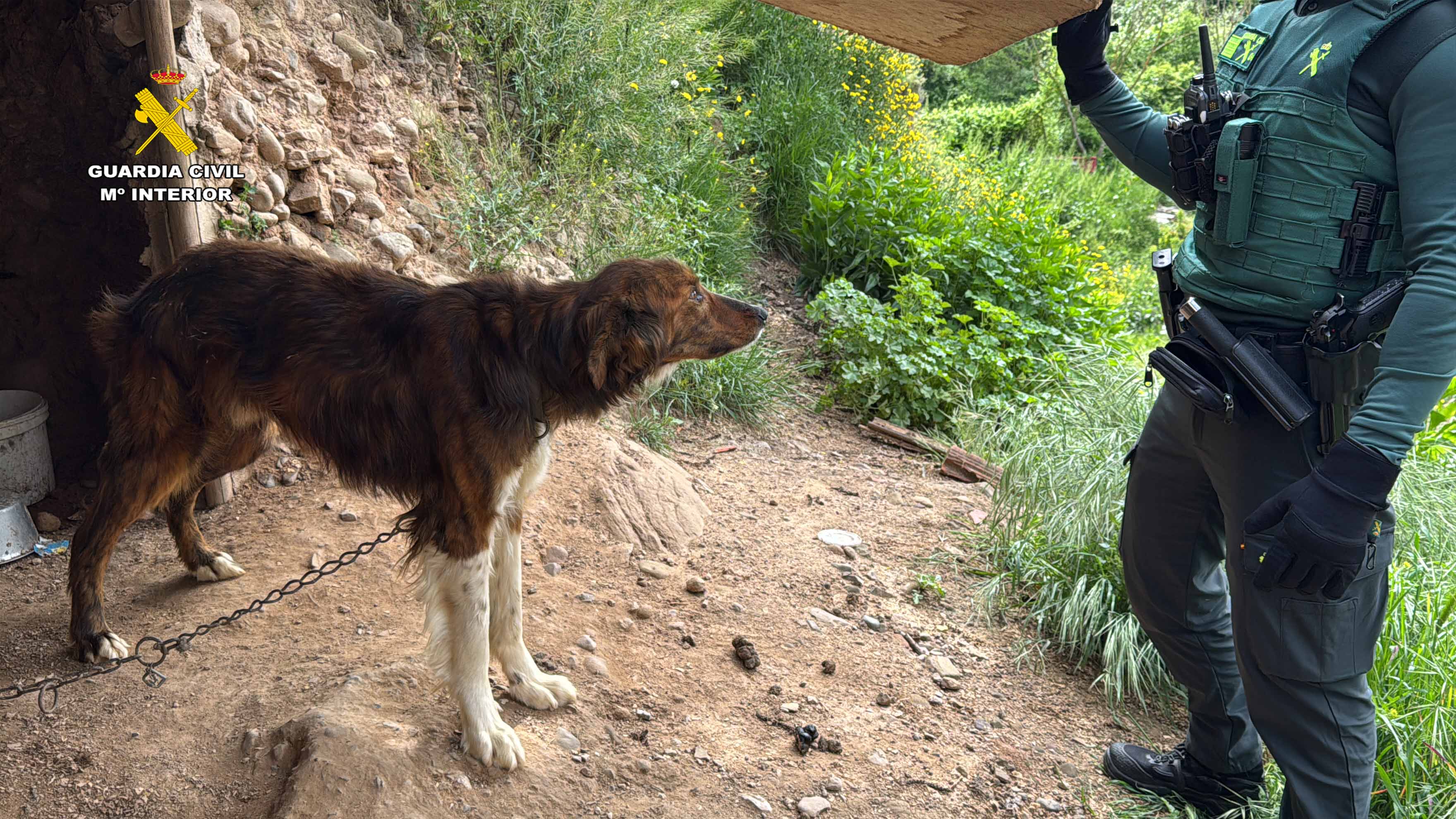 La Guardia Civil detiene a un varón por tres robos con fuerza y rescata a dieciocho animales maltratados en Albelda de Iregua