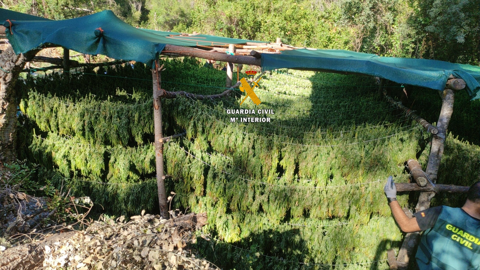 La plantación de marihuana en la Sierra de las Nieves