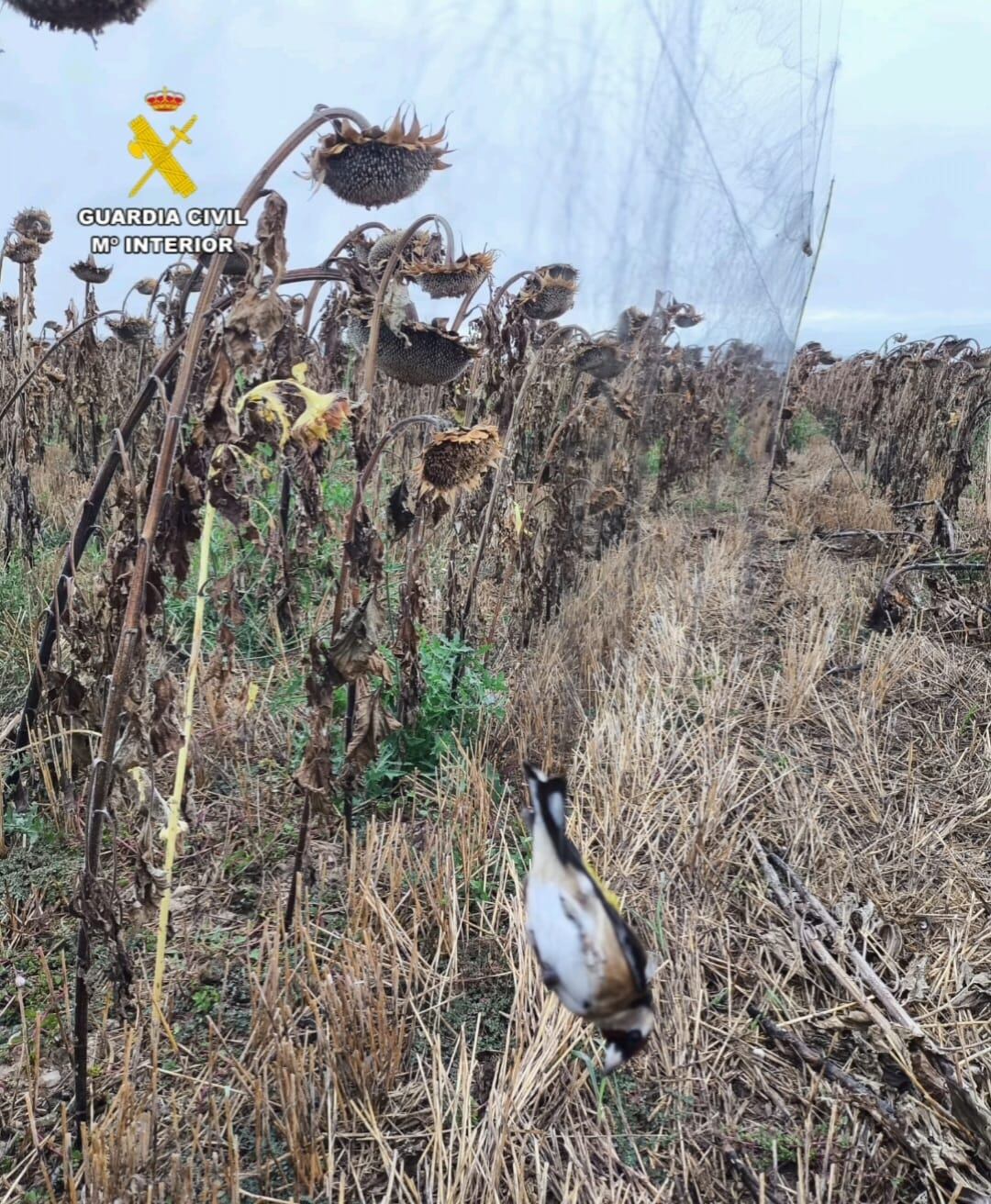 Red de captura instalada por los investigados.