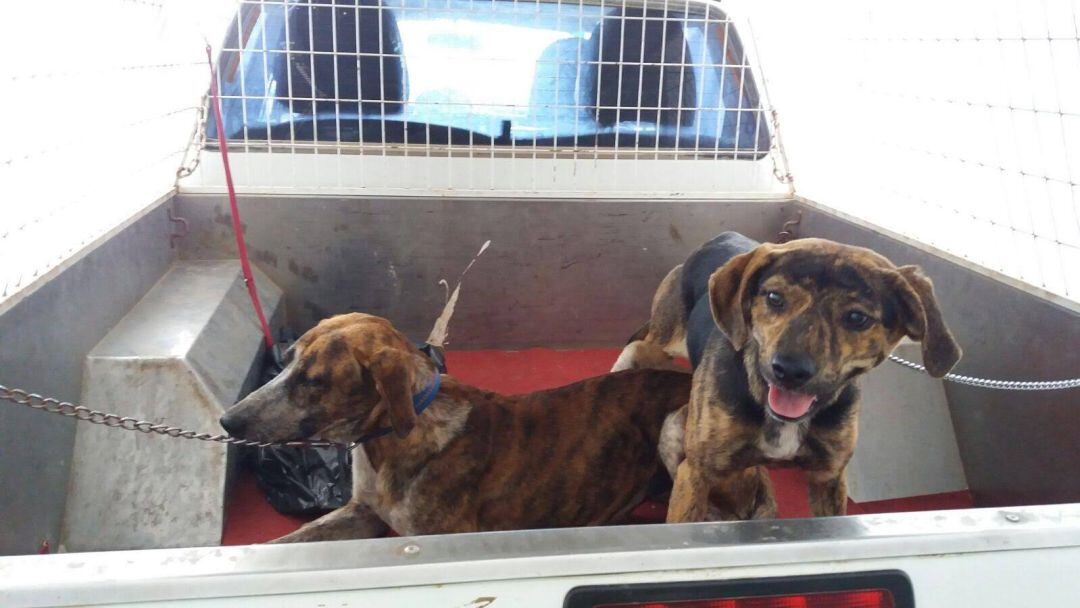 Perros abandonados en Famara.