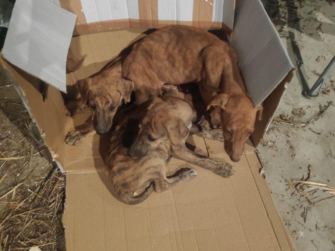 Galgos abandonados que recogió la Policía Local en sus intervenciones del fin de semana