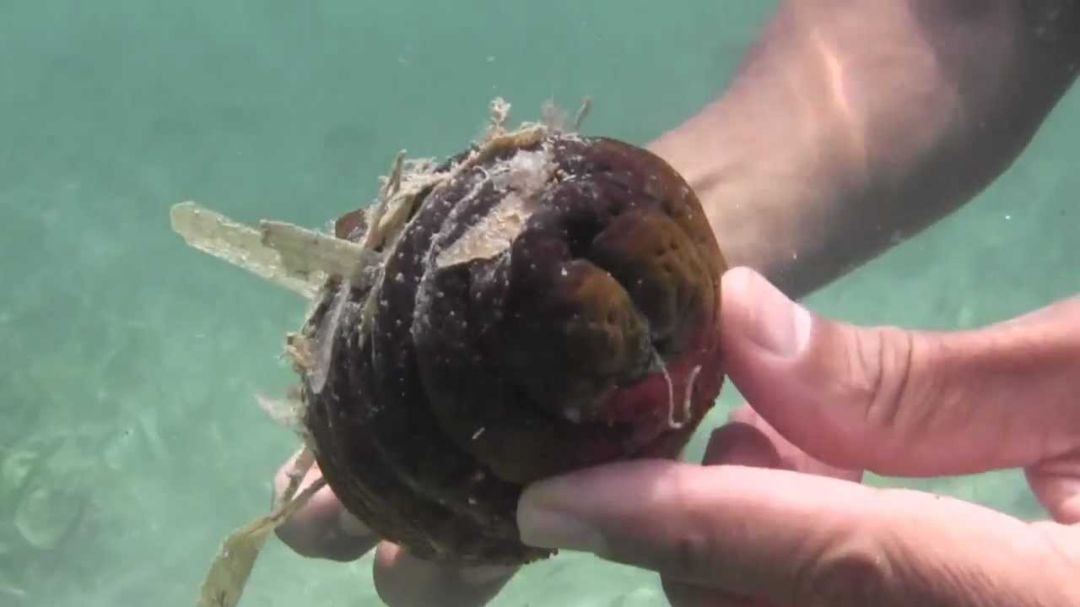 Las espardeñas son como pepinos de mar