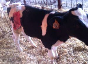 Un vedell malferit a Alcarràs per un atac de gossos aquesta matinada