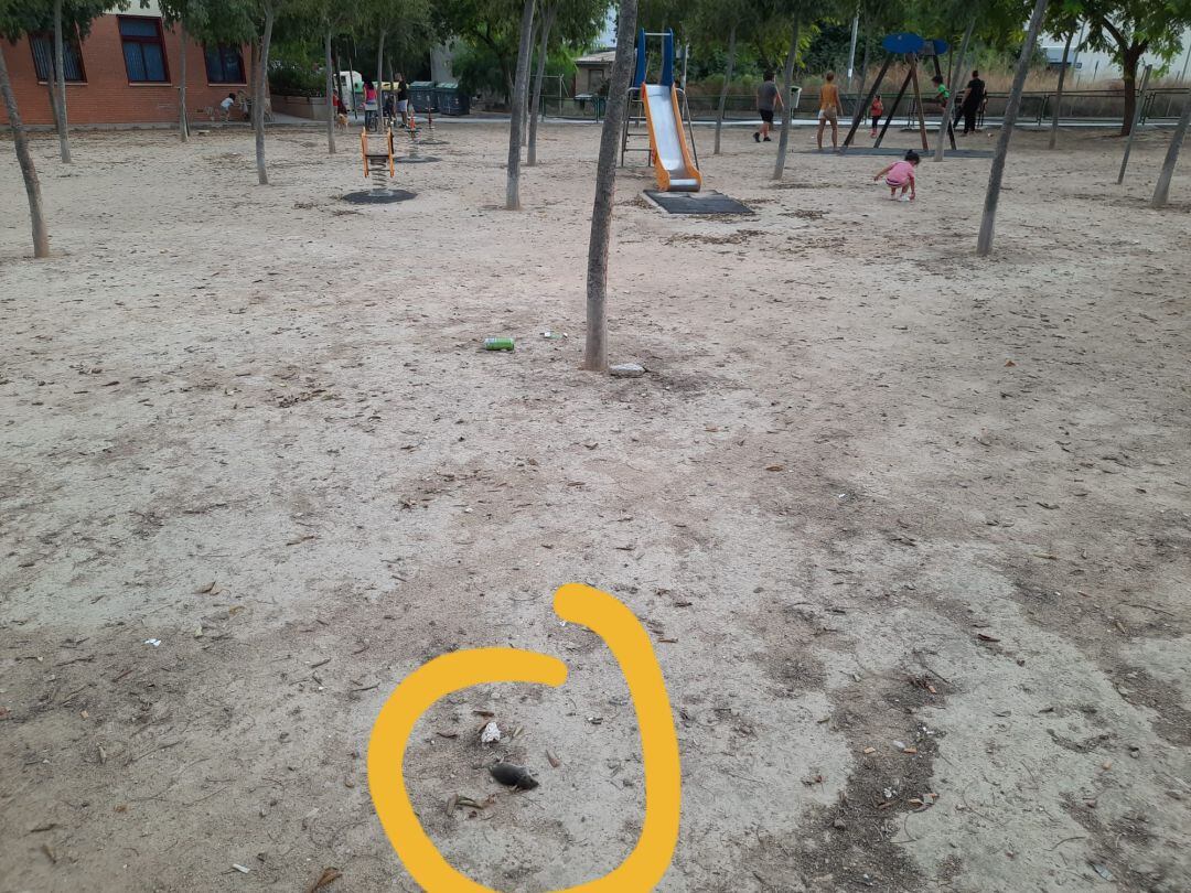 Una rata en el parque infantil de Churra