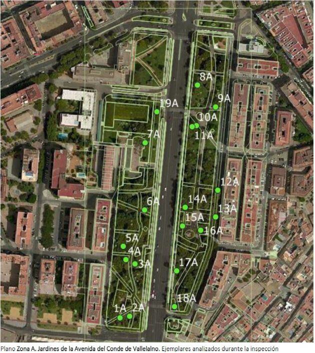 Plano del estudio de ejemplares en Vallellano