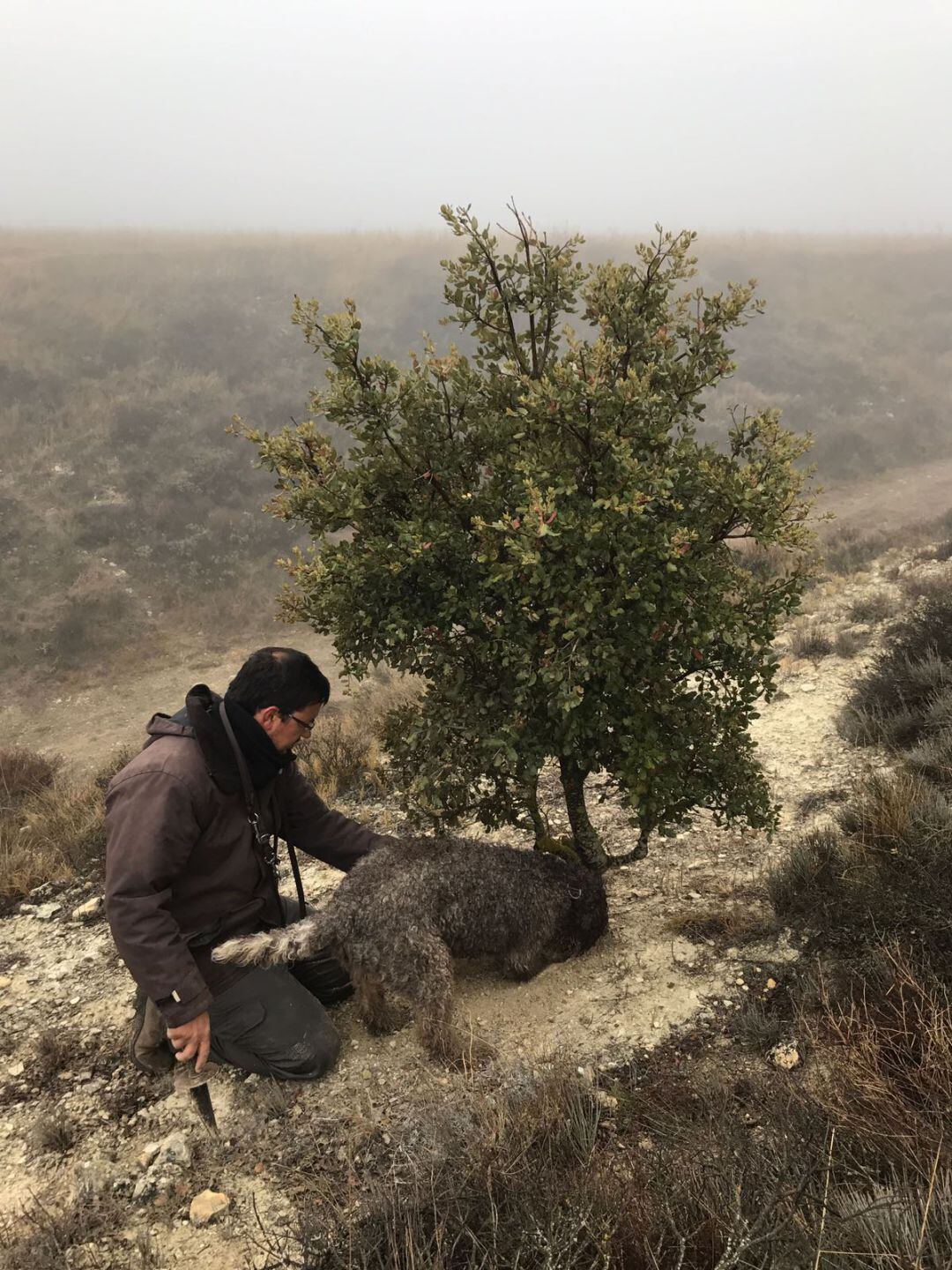 Importante hallazgo trufero en Palencia