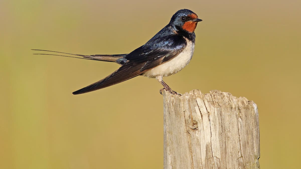 Nómada del Viento: Un viaje de película: la golondrina común