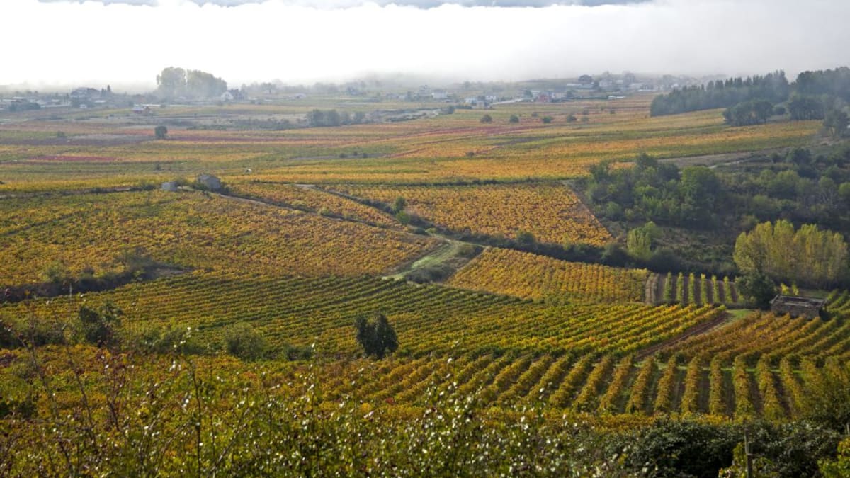 La filoxera, la plaga que 'vació' el Bierzo