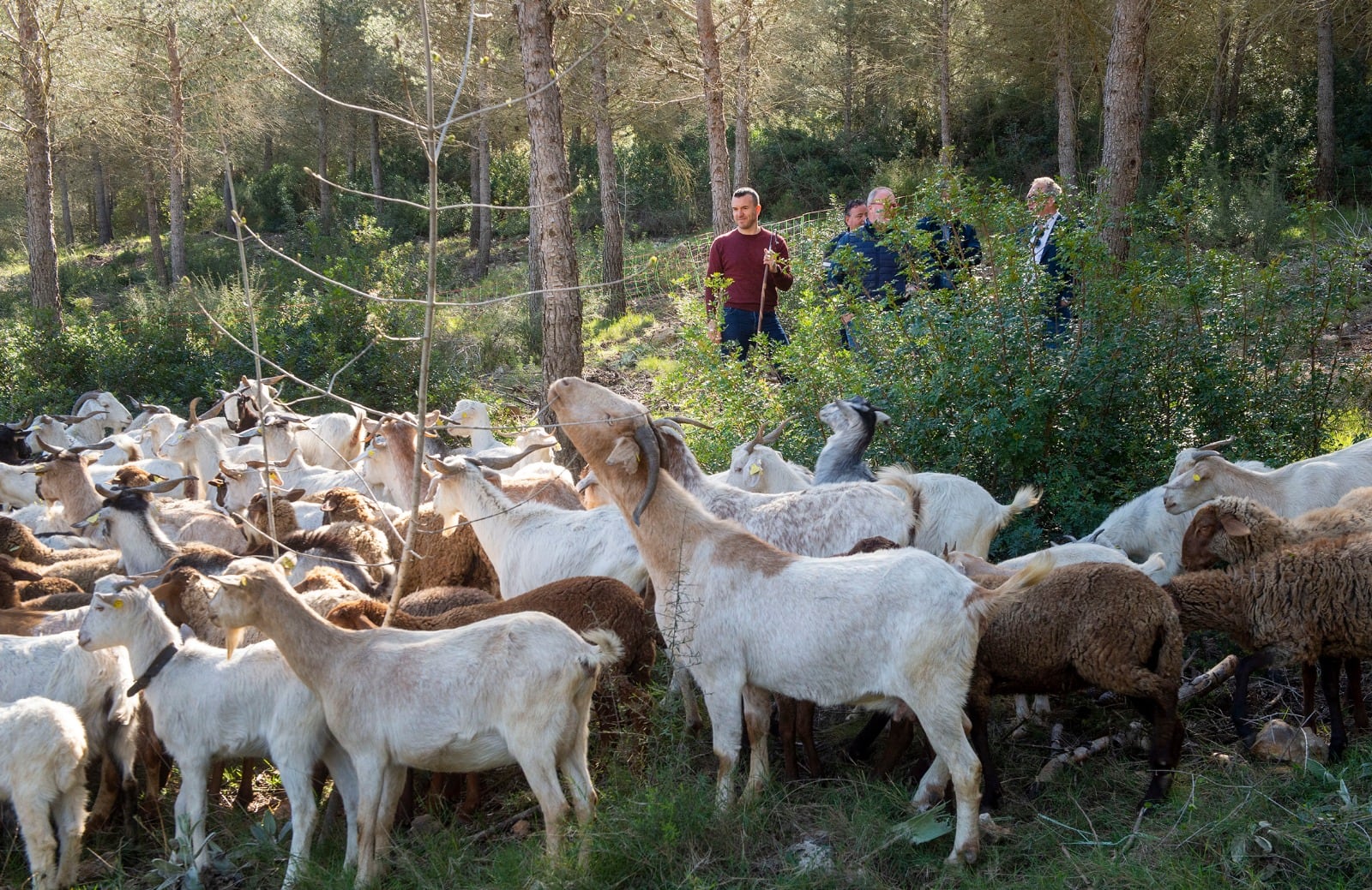 Cabras y ovejas pastando en el cortafuegos de Montitxelvo, un proyecto de silvopastoreo de la Diputación de Valencia que previene incendios y fomenta la tradición pastoral en la Vall d’Albaida.