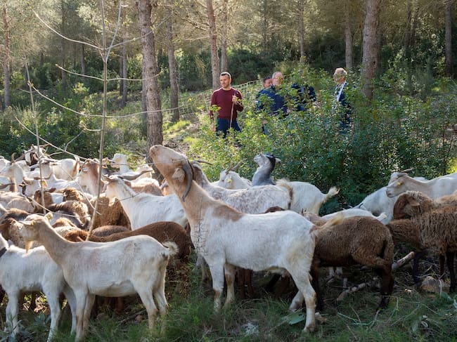 Cabras y ovejas pastando en el cortafuegos de Montitxelvo, un proyecto de silvopastoreo de la Diputación de Valencia que previene incendios y fomenta la tradición pastoral en la Vall d’Albaida.