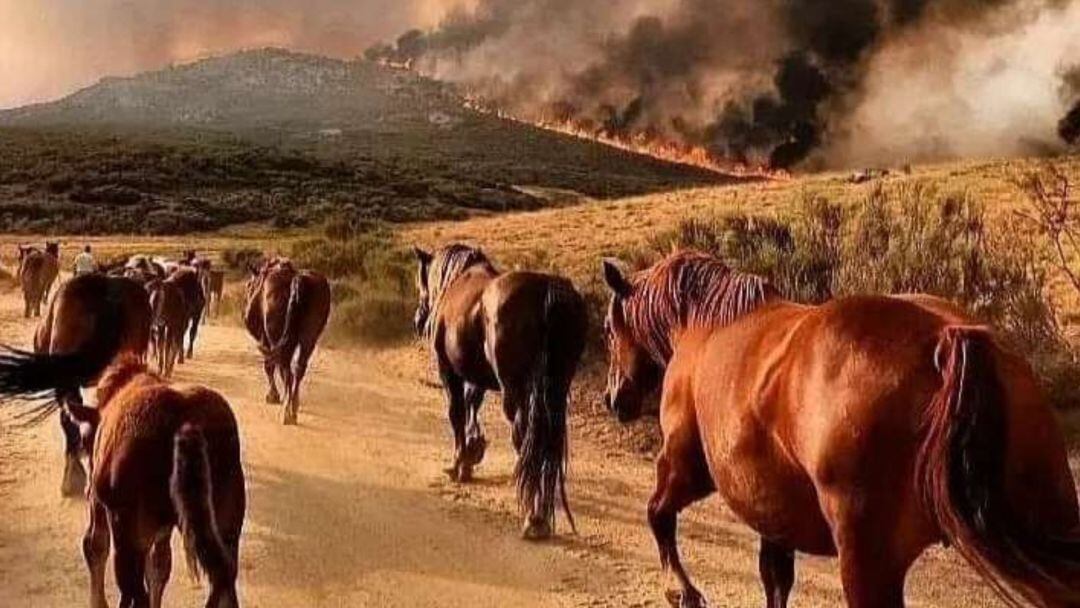Animalistas Sanse solicita ayuda para el incendio de Ávila