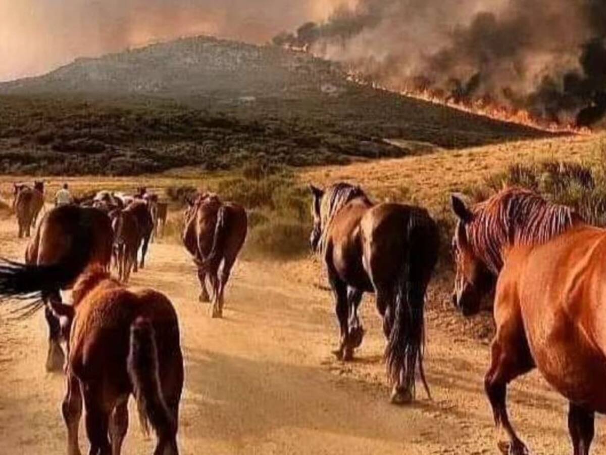 Animalistas Sanse solicita ayuda para el incendio de Ávila