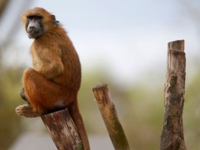 Un mono en el zoo de Vincennes