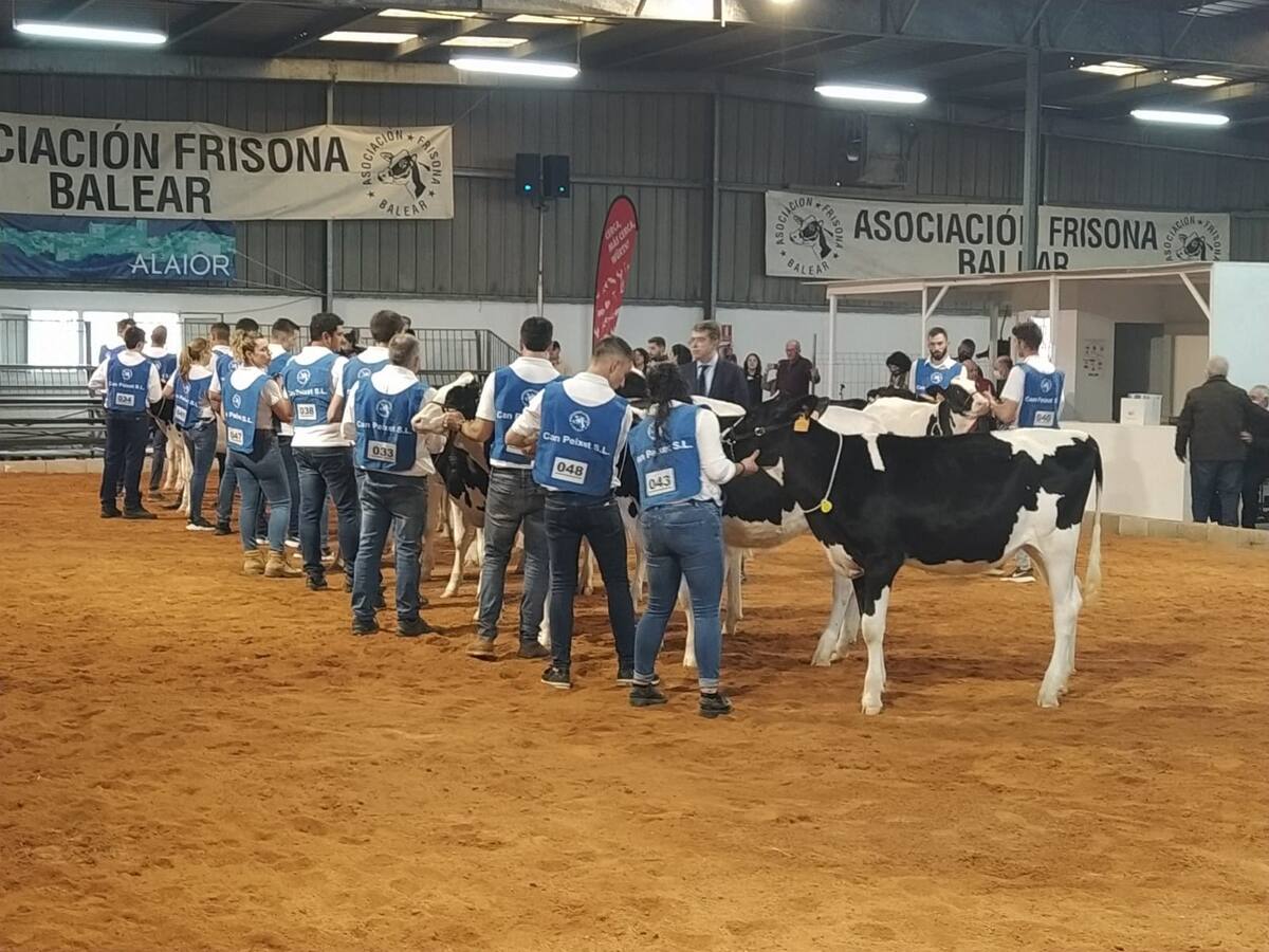 Bell Lloch McCutchen és la nova 'Vaca gran campiona' del concurs de la Fira del Camp