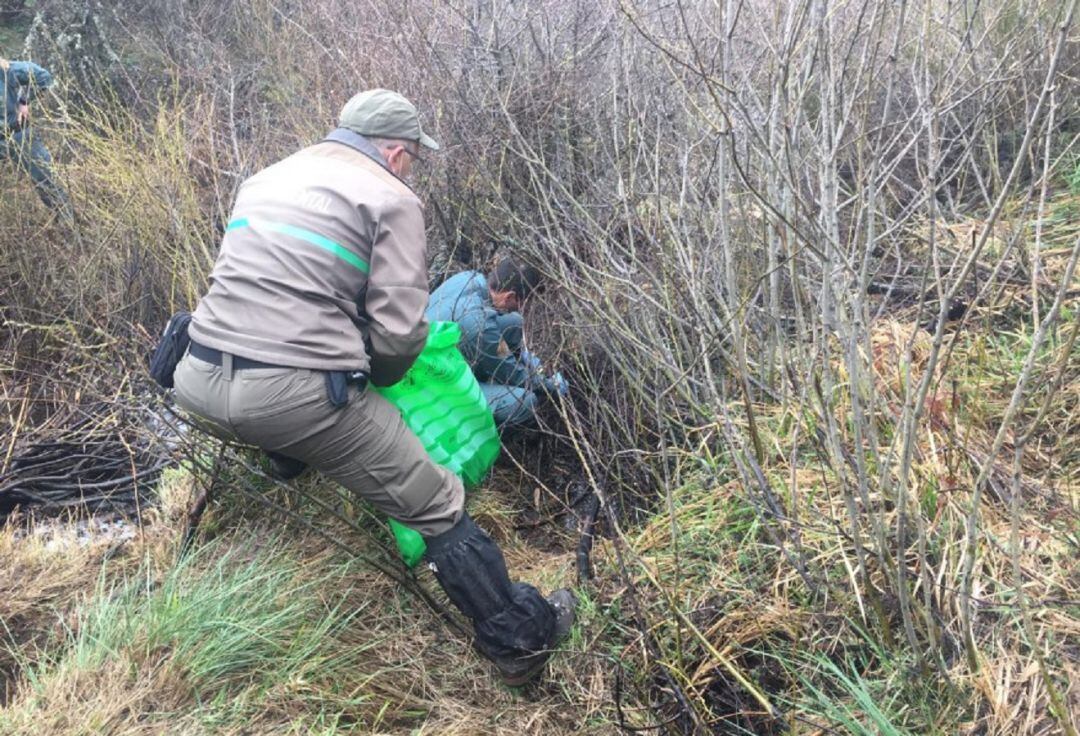 Agentes Medioambientales localizan el esqueleto de un oso pardo en la zona de Cervera de Pisuerga