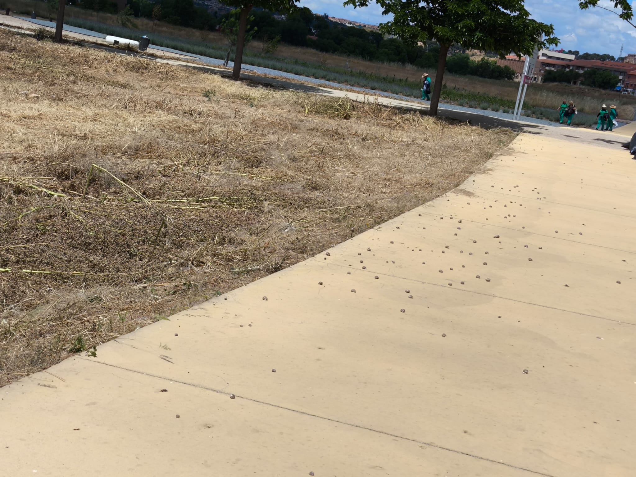 Imagen de decenas de caracoles en la Avenida Más del Ribero, popularmente conocida como la Avenida del Colesterol