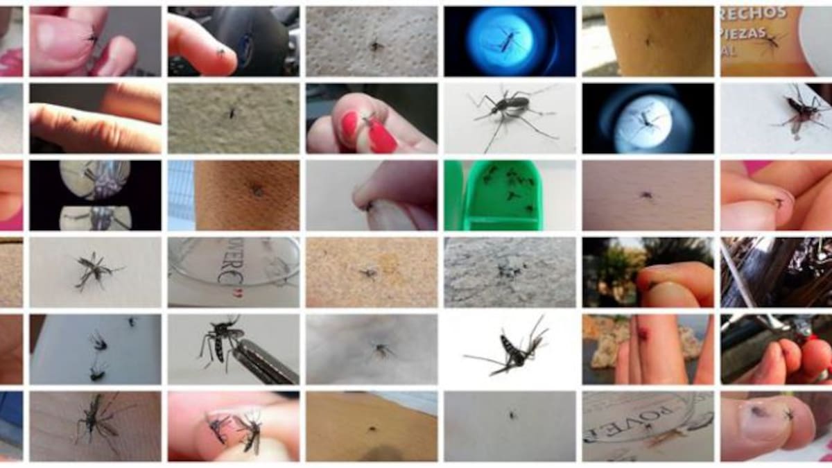 Prevenir el Zika ayuda contra el mosquito tigre