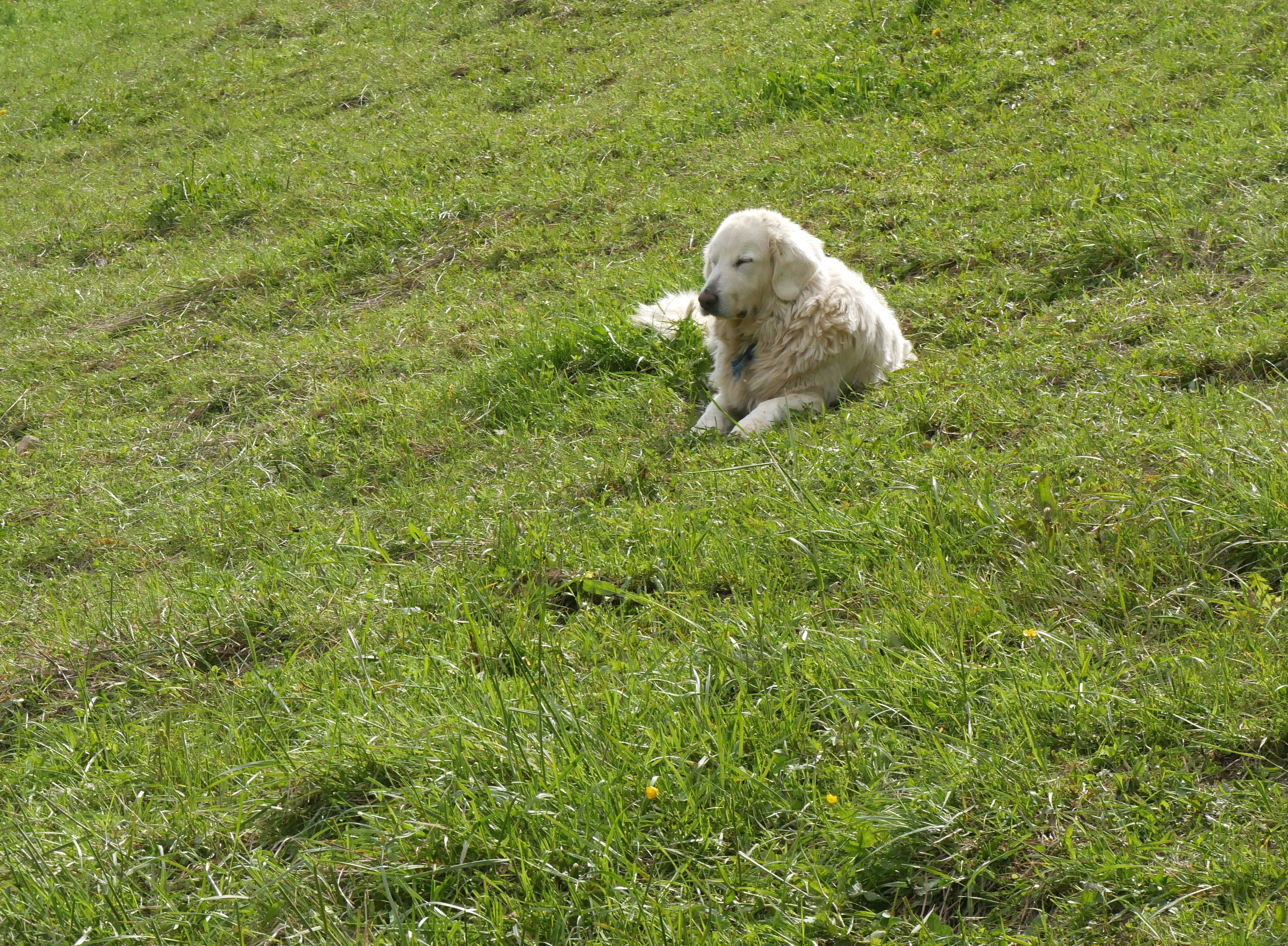 Imagen de archivo de un perro pastor