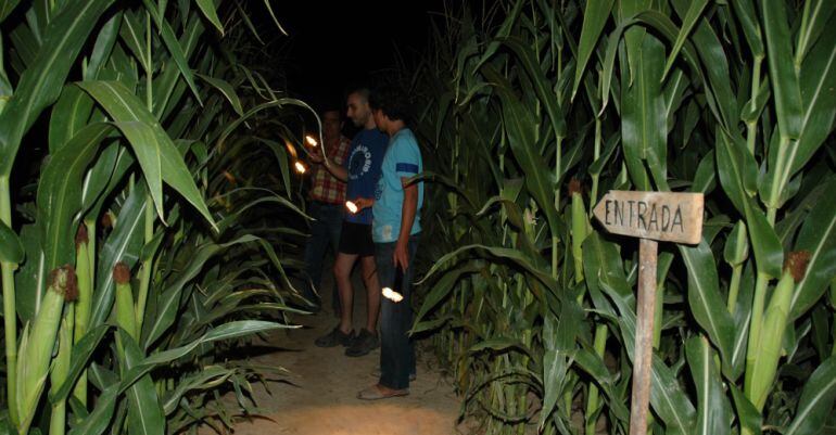 El laberint de blat de moro de Castellserà posa a prova l'orientació dels participants.