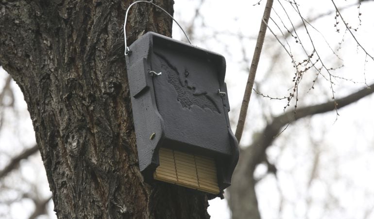 Una de las cajas refugio que se están instalando en Leganés para albergar a los murciélagos.