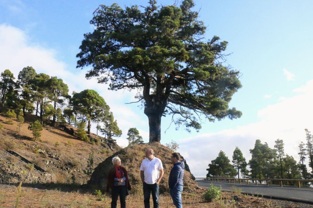 El Pino del Consuelo en el municipio de Fuencaliente, al sur de la isla de La Palma