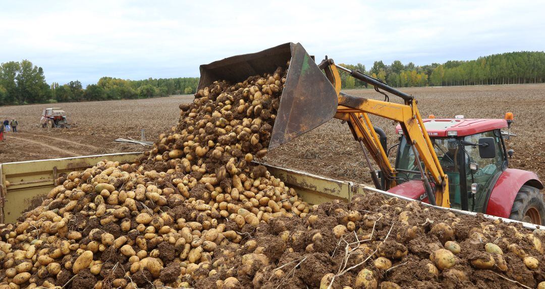 Cosecha de patatas en Palencia