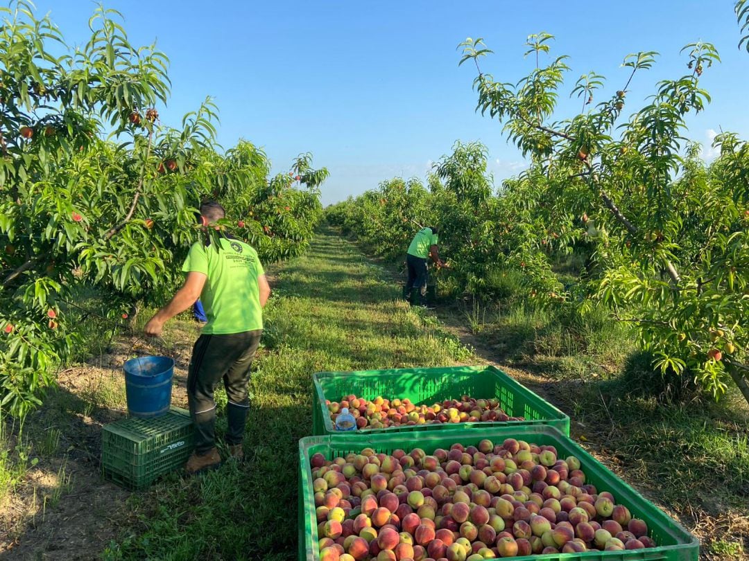 Agricultores recogiendo melocotones