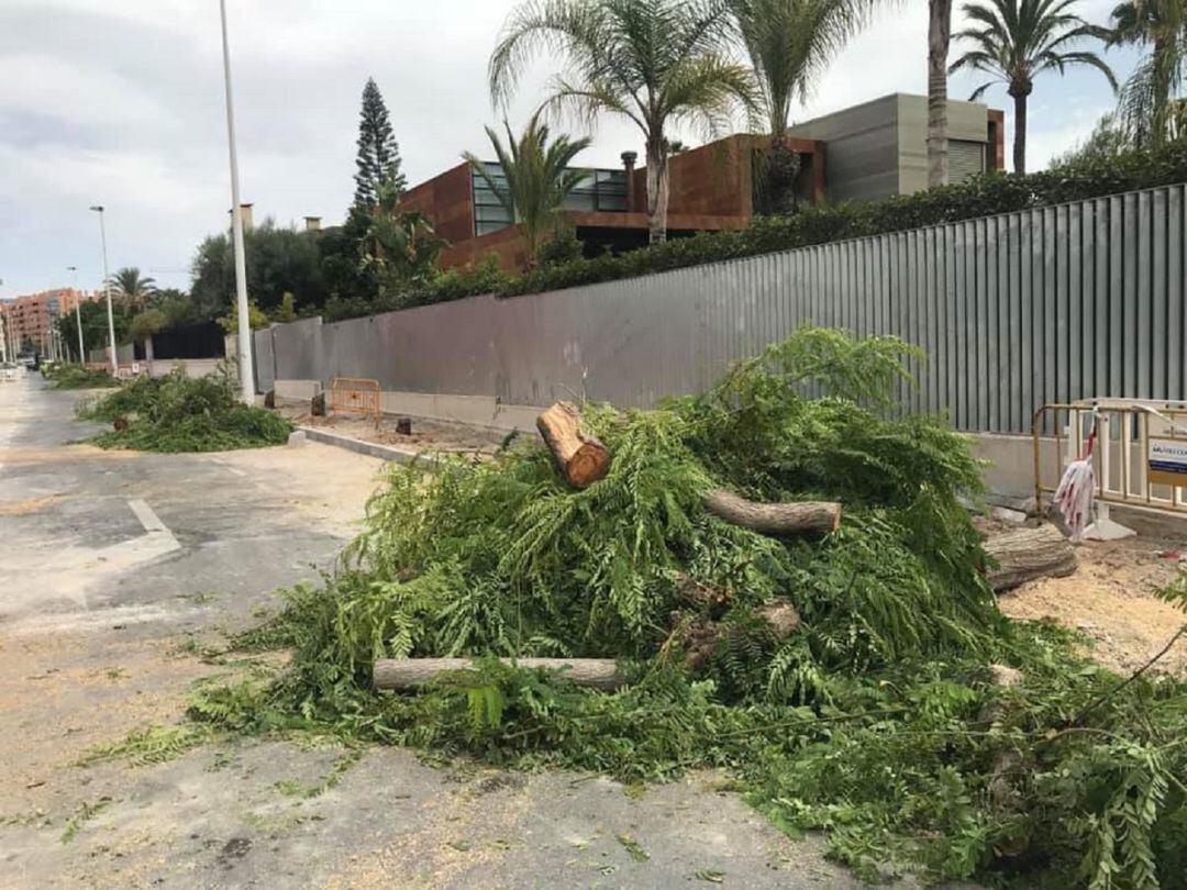 Tala de árboles en la calle Andrés Bru