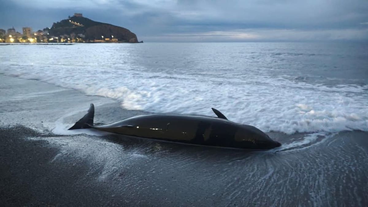 María José Gens, técnico de Biodiversidad en la CARM