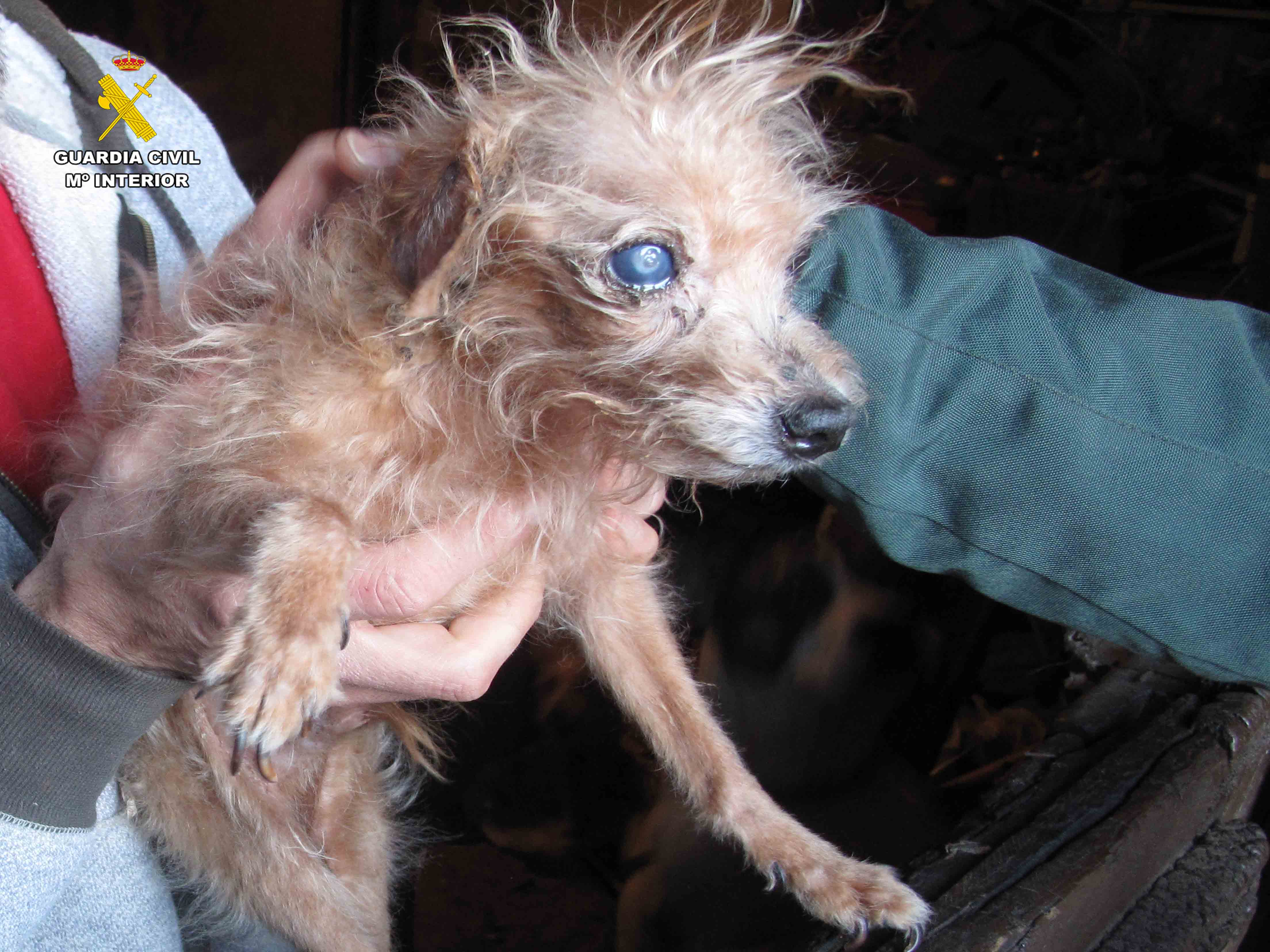 El Seprona rescata a 14 perros en pésimas condiciones en una vivienda en La Rioja