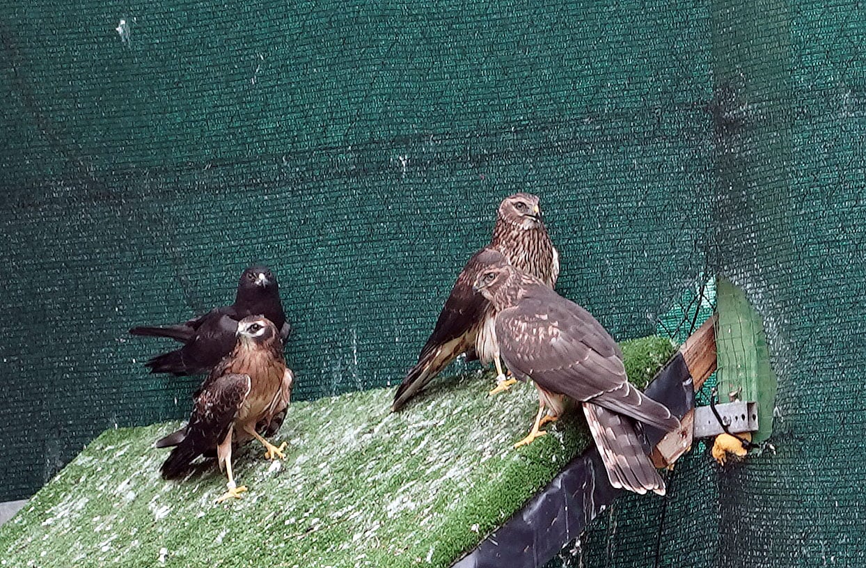 Ejemplares de aguilucho cenizo en las instalaciones del Centro de Recuperación de Animales Silvestres (CRAS) de Valladolid.