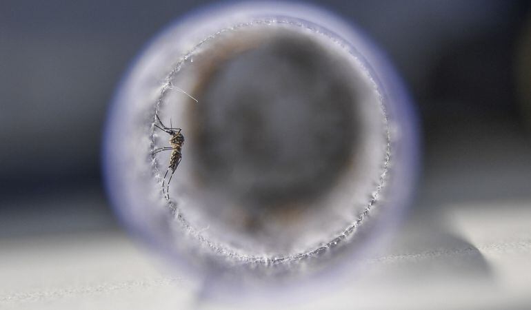 Un mosquito dentro de una botella