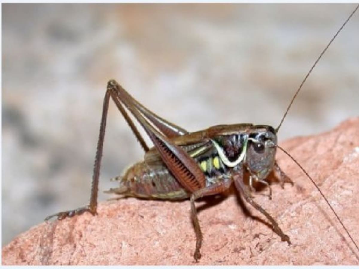 El "cigarrón" reaparece en La Mancha