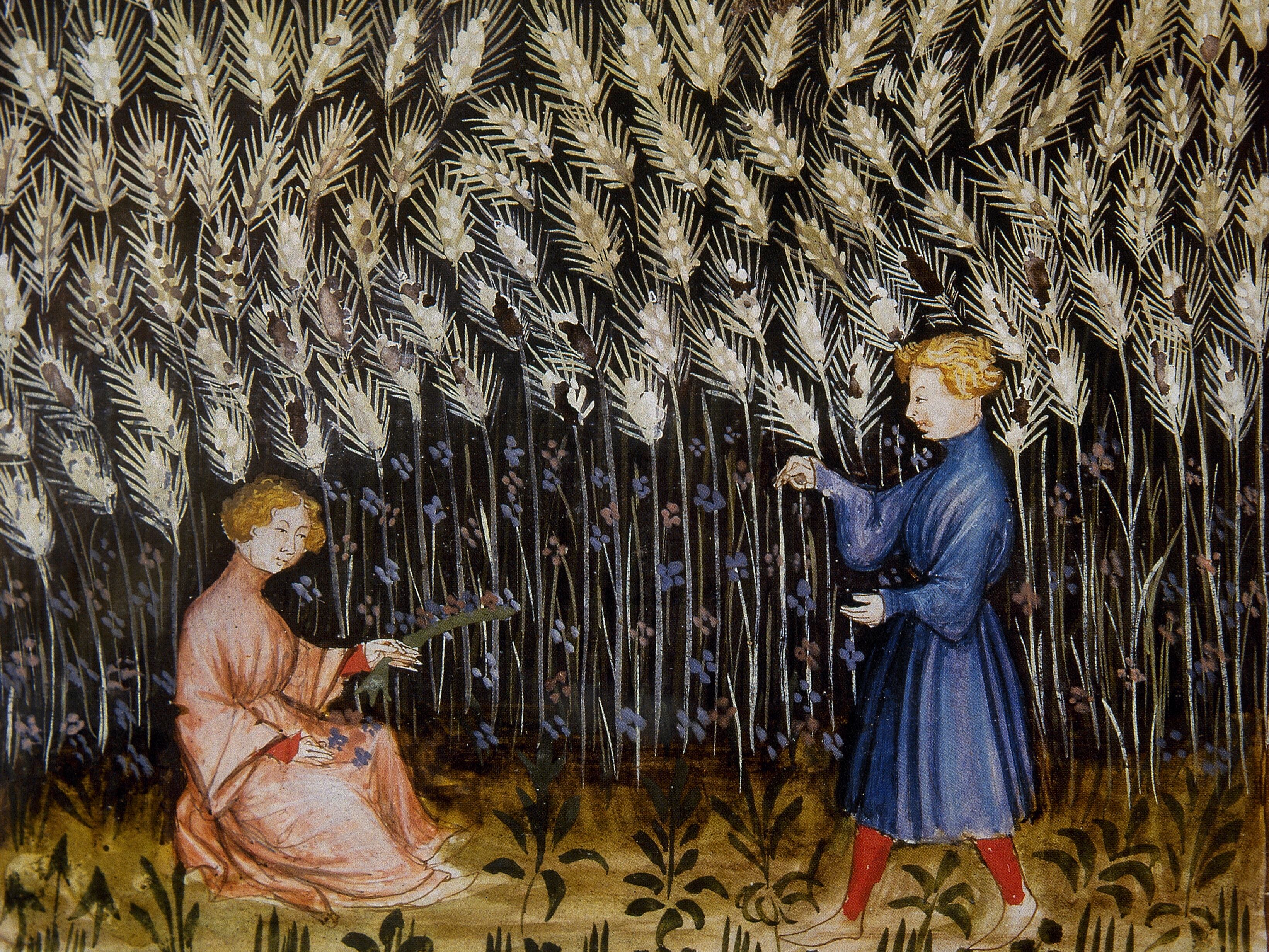 Trigo duro, siglo XIV (Tacuinum Sanitatis Folio 42v)