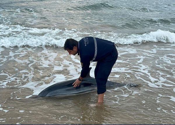 Agentes de la Policía Local de Oliva junto al animal varado en la playa de Oliva Nova.