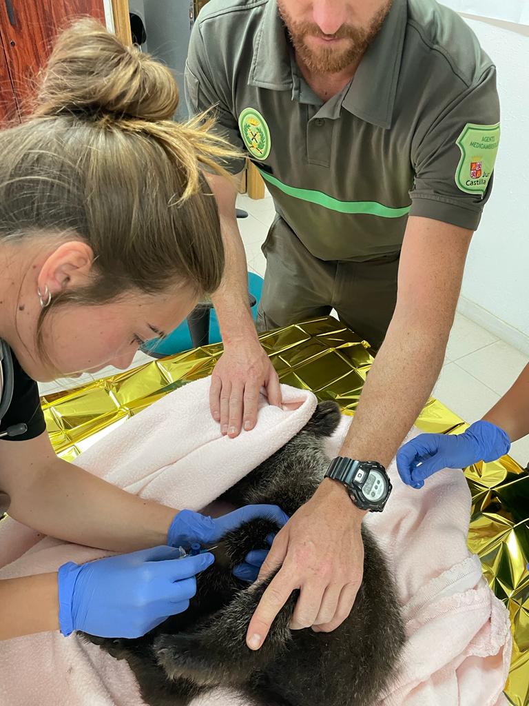 Los técnicos ofrecen los primeros cuidados al animal