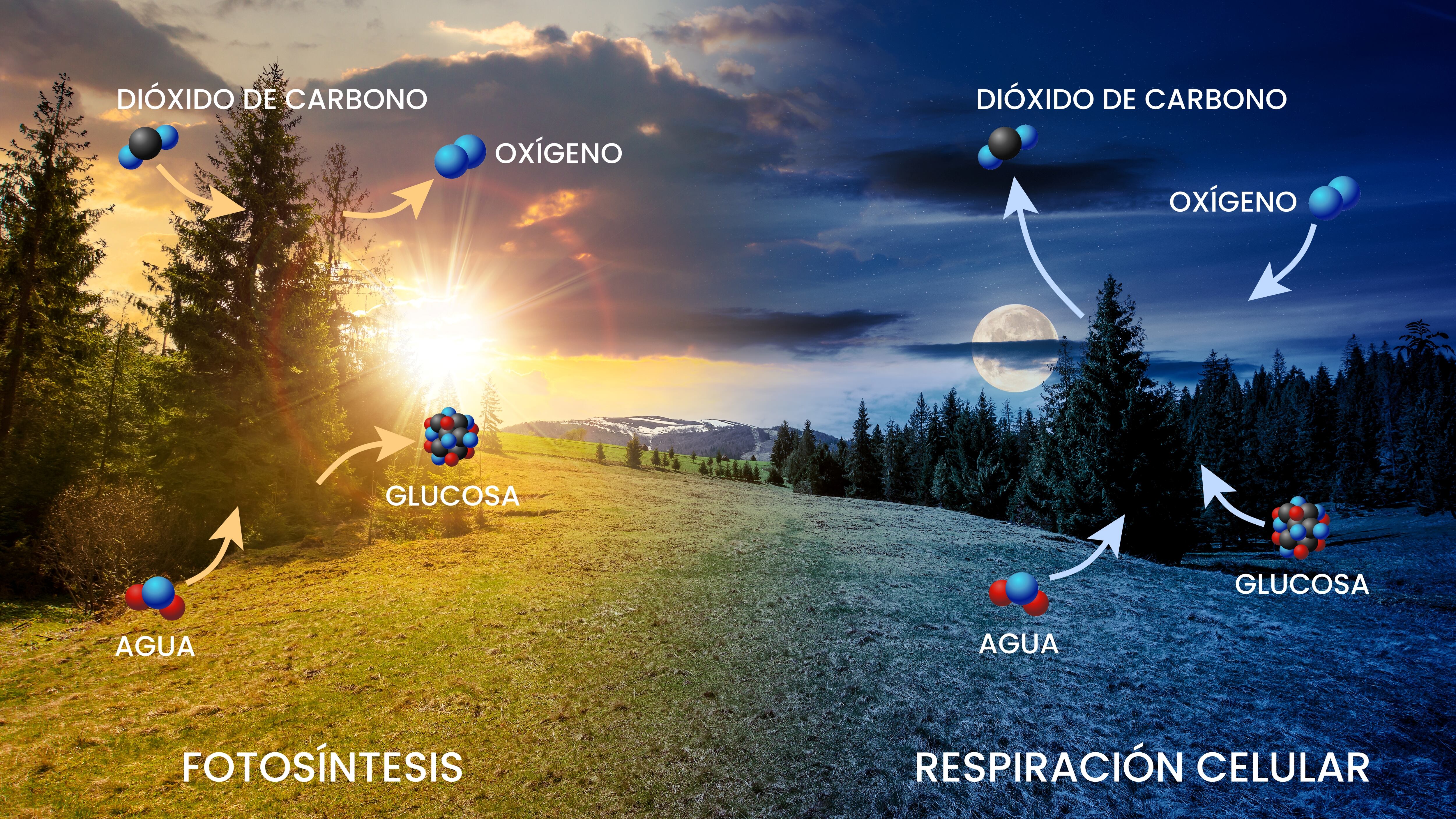Proceso de la fotosíntesis y la respiración celular en las plantas