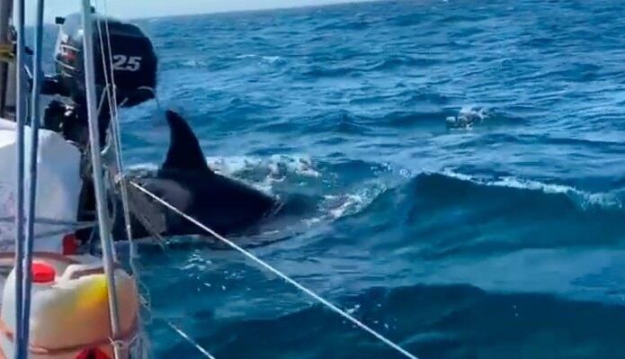 Un ataque de orcas a un velero