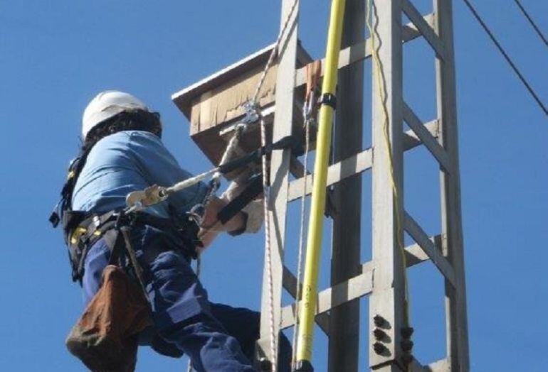 Un operari d&#039;Endesa instal·la un niu en un pal elèctric.