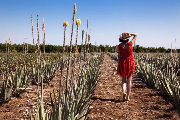 Plantación de Aloe Vera en Las Coronas, Carmona.