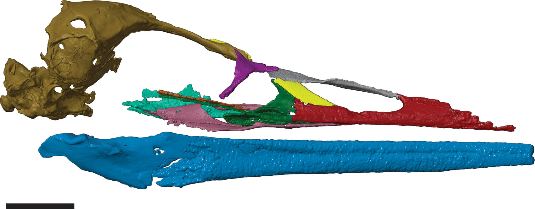 Reconstrucción del craneo del Vegabis / Credito C. Torres et Al