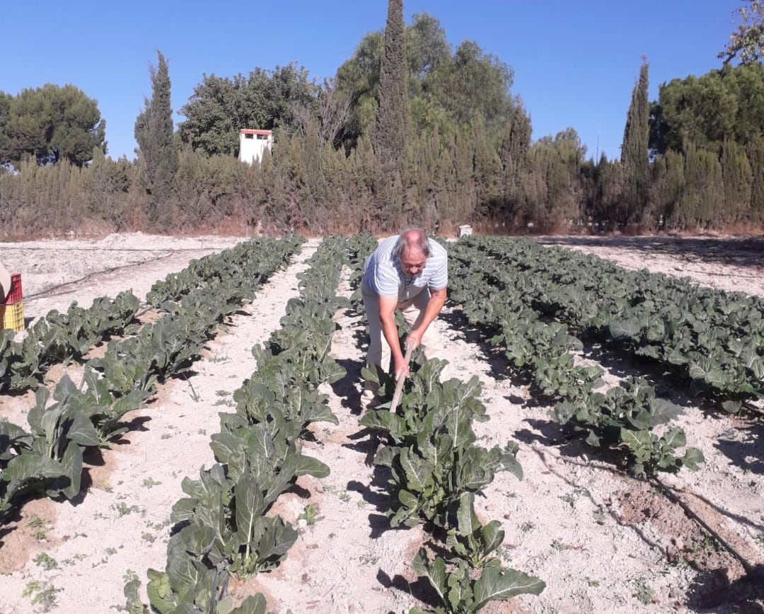 Domingo aporcando las coliflores