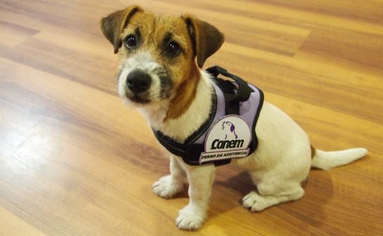 Una &#039;Jack Russel&#039; ya entrenada para ser un perro de alerta médica