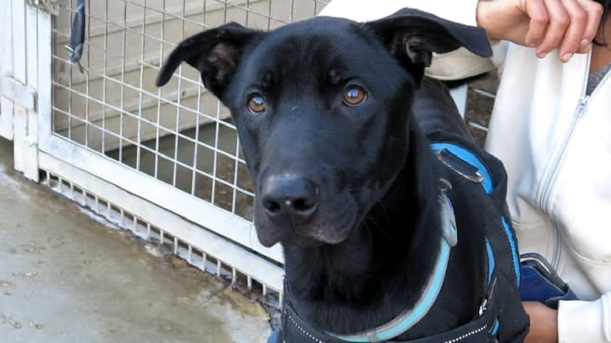 SOS CANYA necesita nuestra ayuda