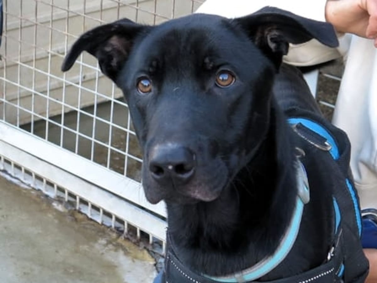 La Fundación SOS Canya retoma la normalidad tras las borrascas y hace un llamamiento a la ciudadanía